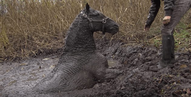 horse-stuck-swamp-4