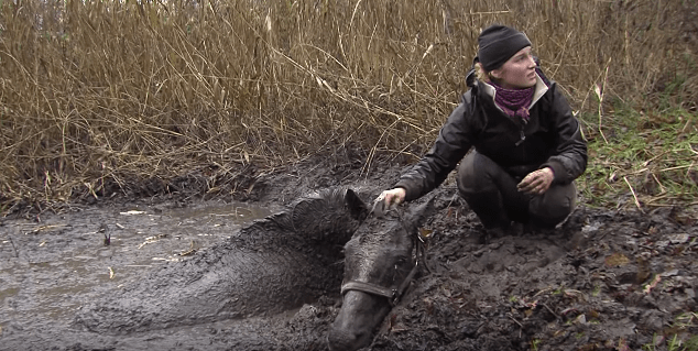 horse-stuck-swamp-1