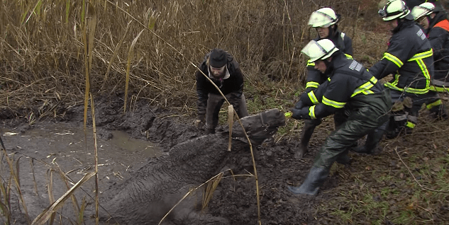 horse-stuck-swamp-6