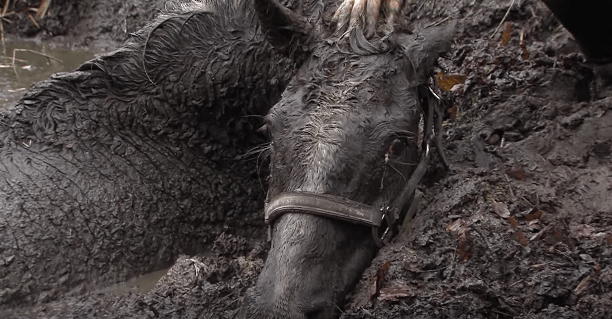 horse-stuck-swamp-2