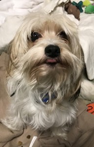 chien-abandon-cage-jouet-1