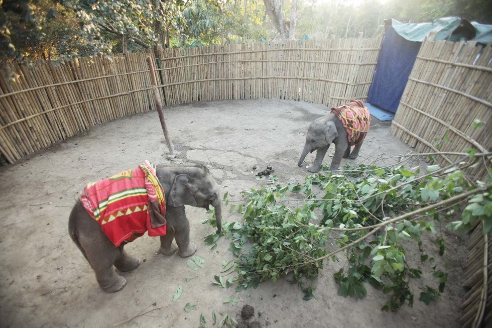 elephanteau-chute-fosse-3