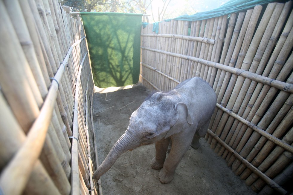 elephanteau-chute-fosse-2