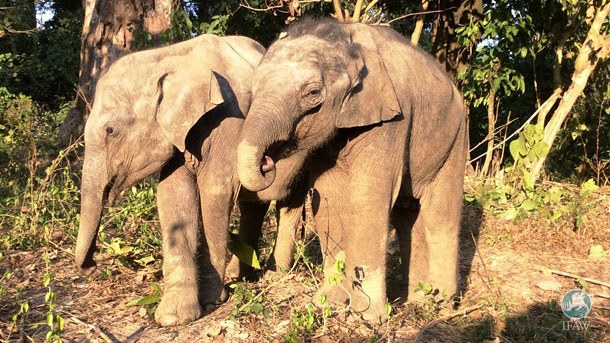 elephanteau-chute-fosse-4