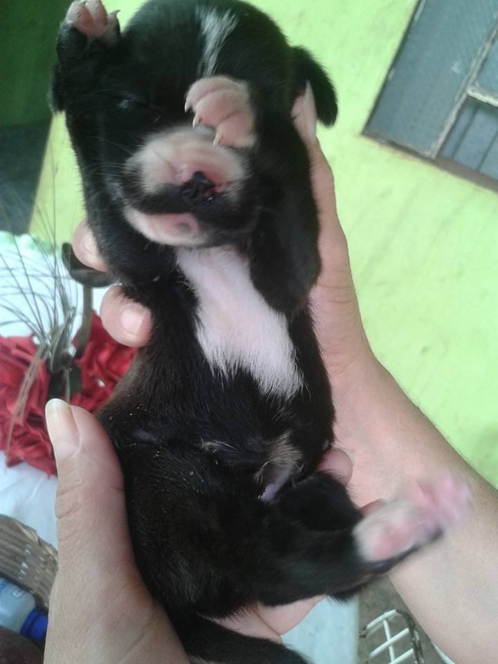 chaplin_dog_trash_rescue_2