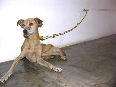 artists-animal-cruelty-8