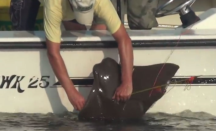 raies-baie-chesapeake-chasse-3