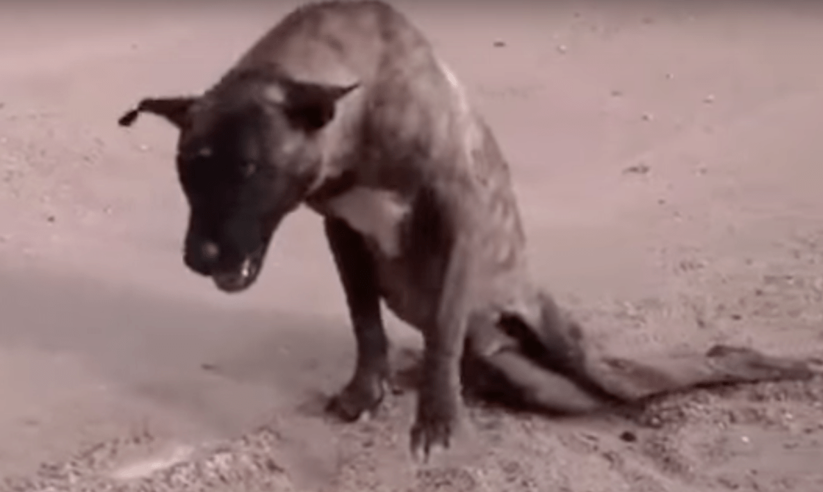 toby_dog_paralyzed_rescue_1