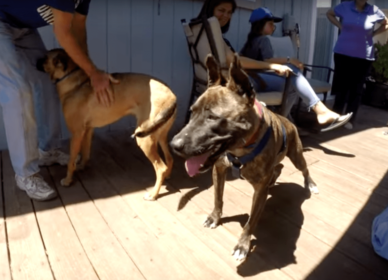 toby_dog_paralyzed_rescue_4