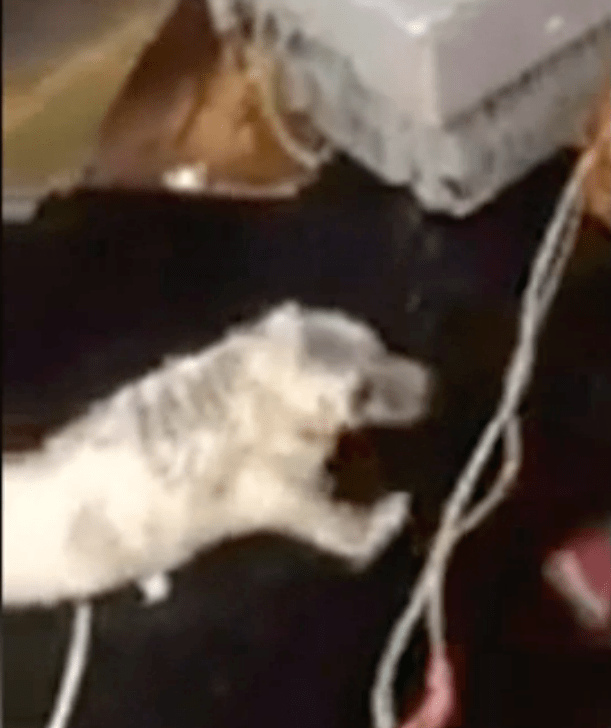 seal_abused_fisherman_1