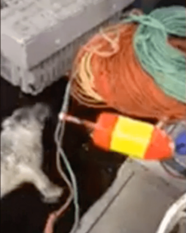 seal_abused_fisherman_2