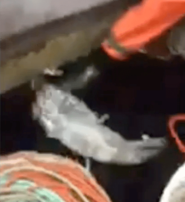 seal_abused_fisherman_3