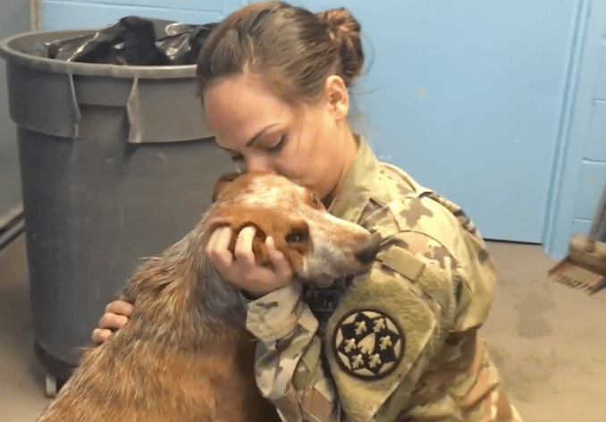 dog_ginger_soldier_lost_4