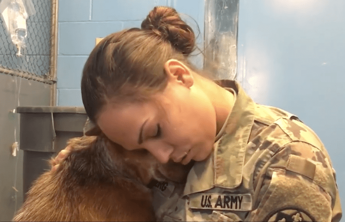 dog_ginger_soldier_lost_2