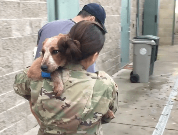 dog_ginger_soldier_lost_3