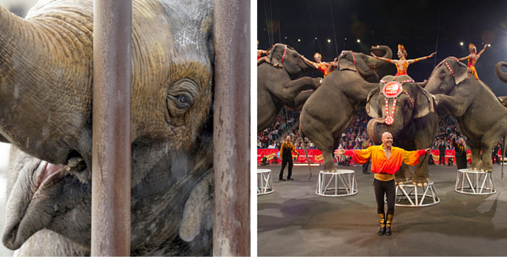 Elephants-cirque-cover