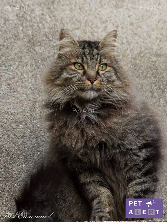 baya-retrouvailles-pet-alert-janvier-2017