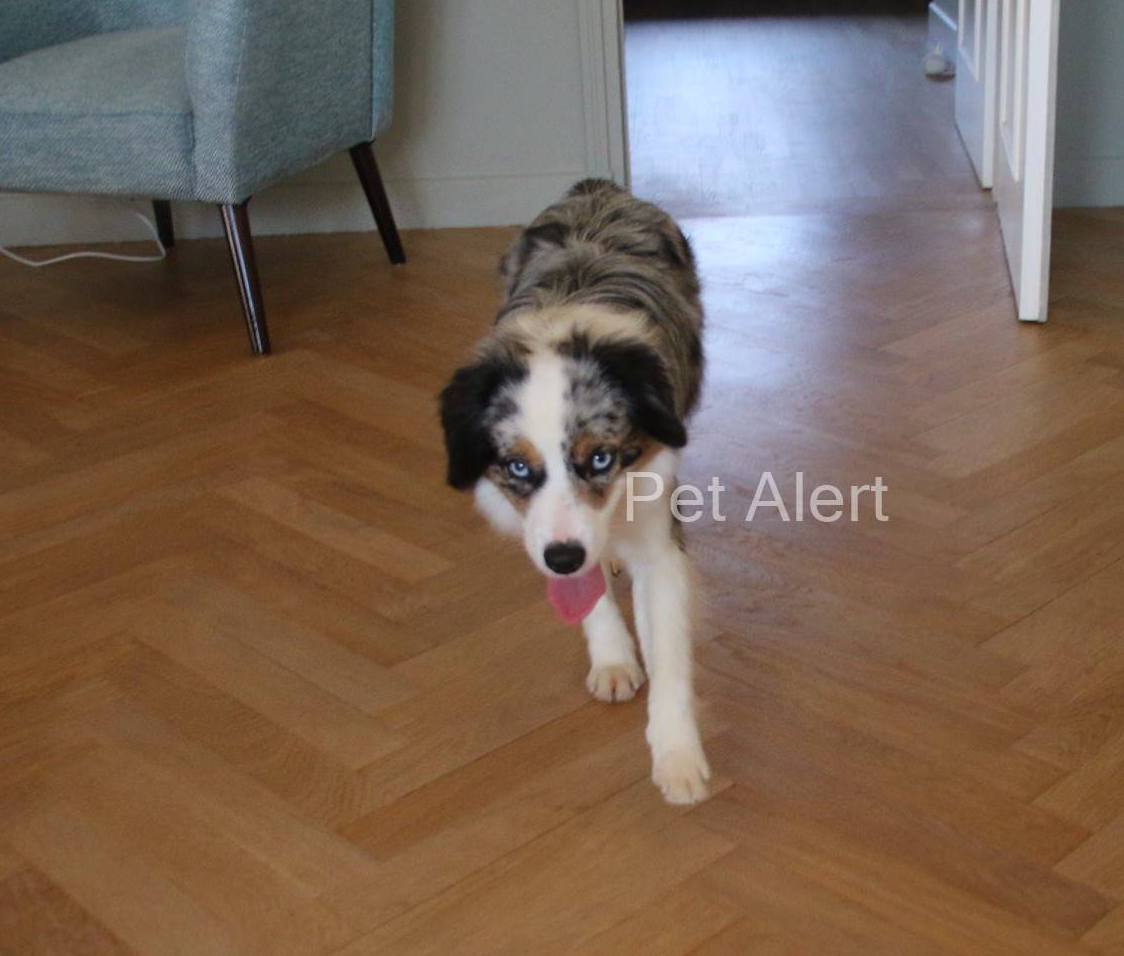 arwen-retrouvailles-pet-alert-janvier-2017-1