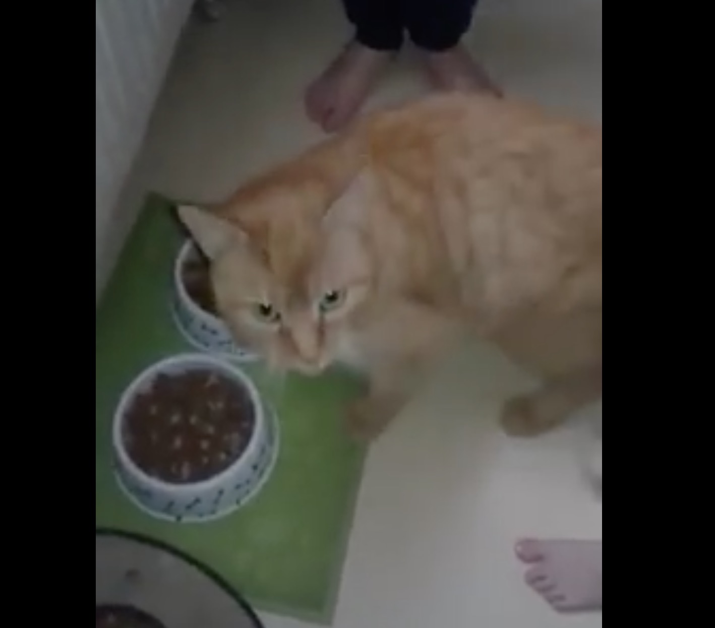 ramses-pet-alert-retrouvailles-janvier-2017