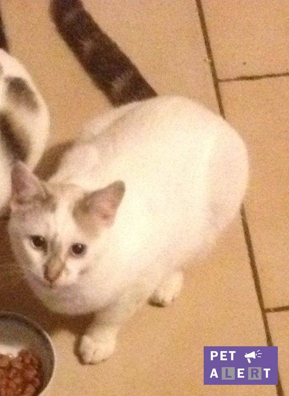 chat-eyliac-pet-alert-janvier-2017