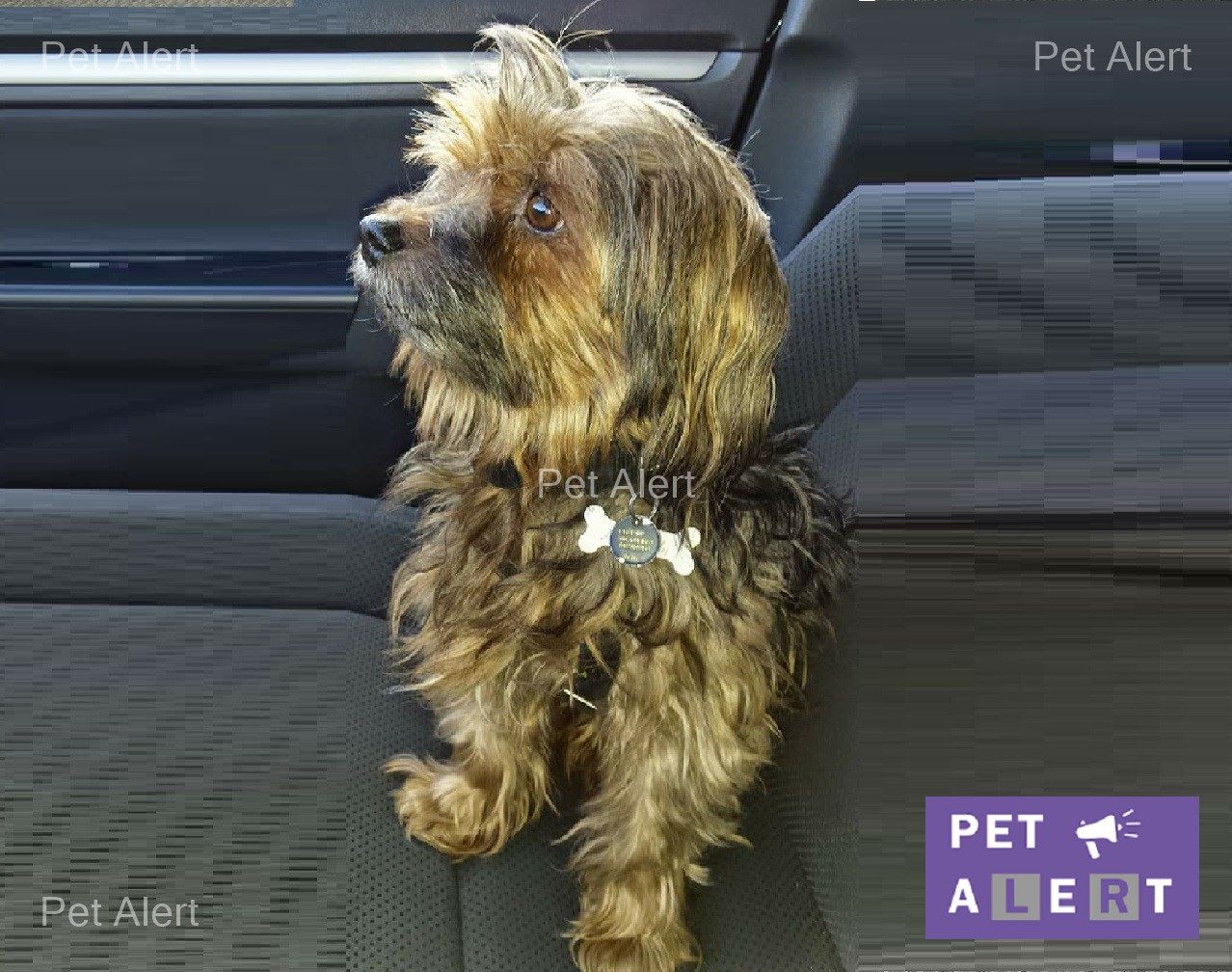 noe-pet-alert-retrouvailles-janvier-2017