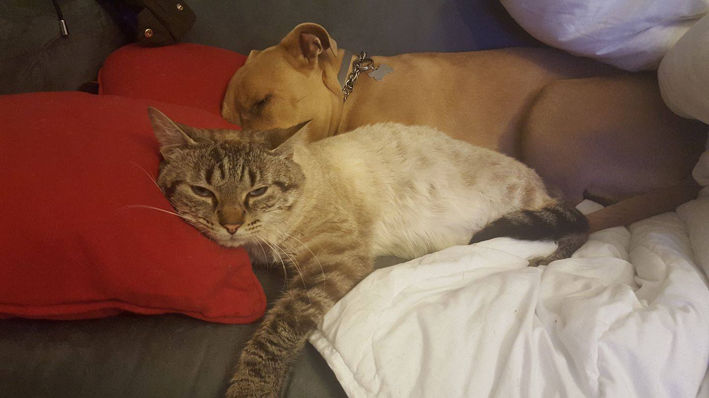 simba-pet-alert-retrouvailles-janvier-2017