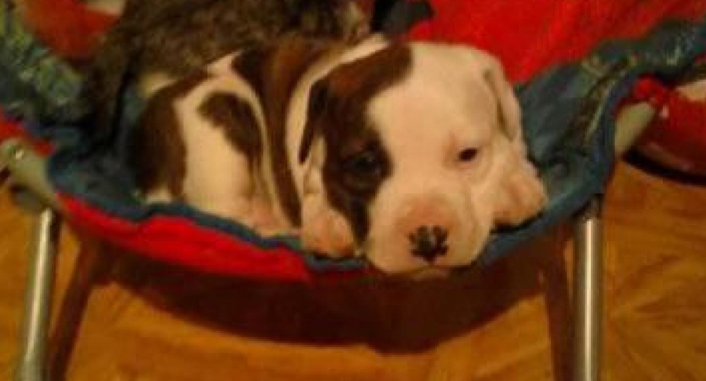 laiko-chien-somme-voiture-cruaute-4