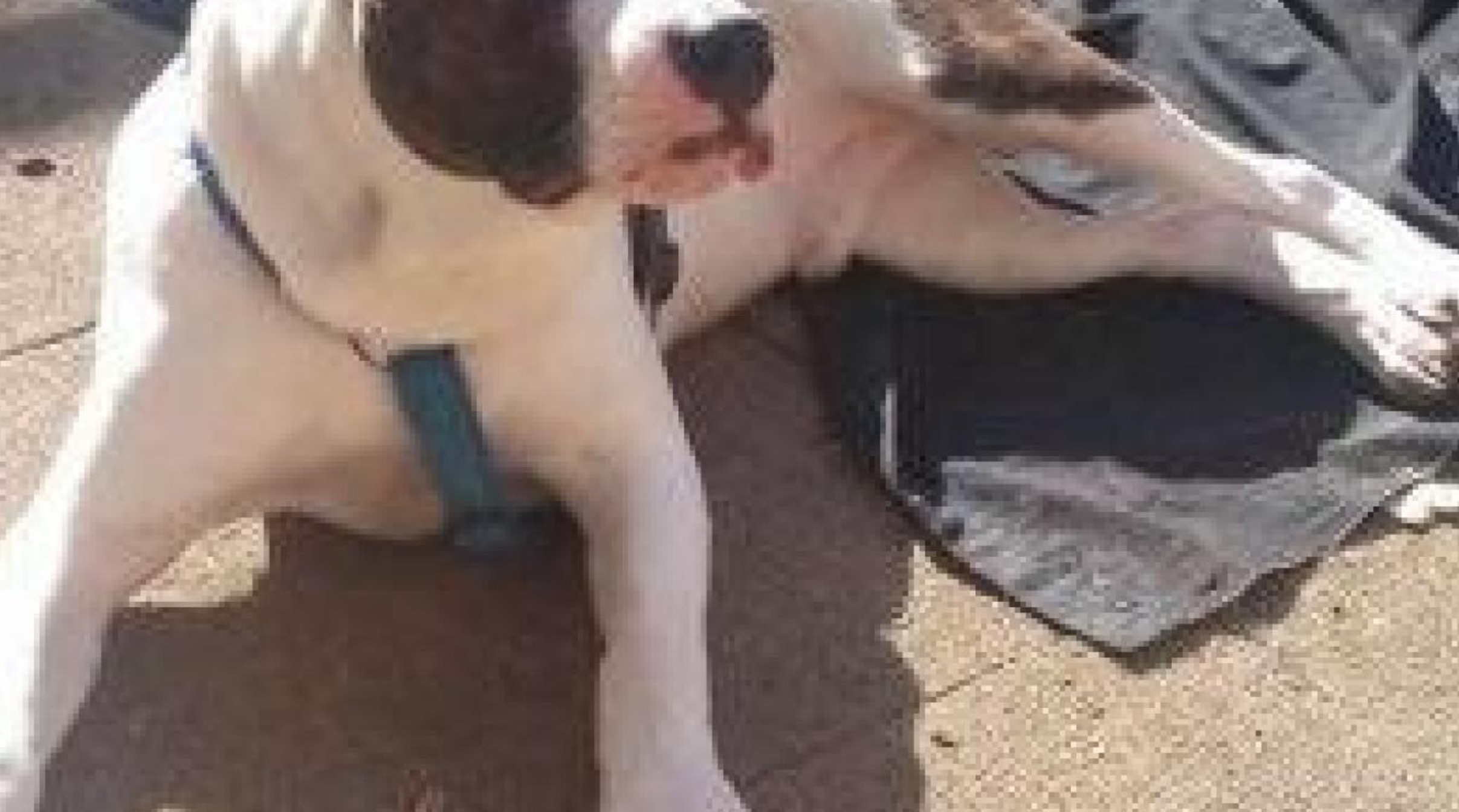 laiko-chien-somme-voiture-cruaute-6