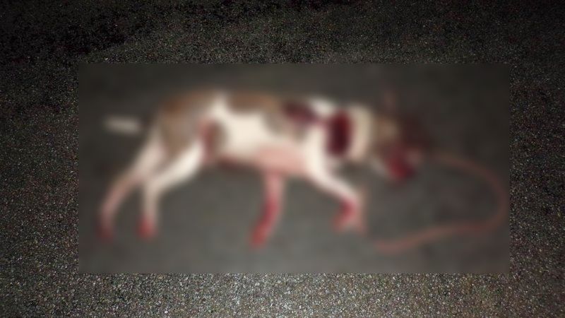 laiko-chien-somme-voiture-cruaute-1