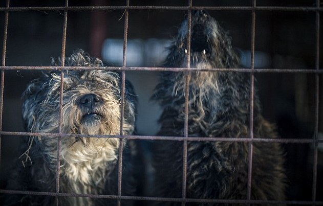 spirit-bucarest-chien-berger-allemand-maltraitance-7
