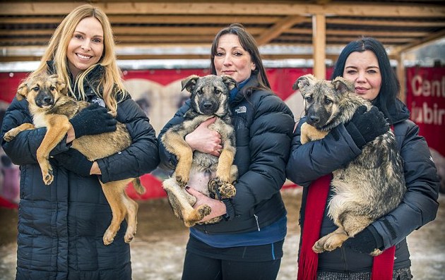 spirit-bucarest-chien-berger-allemand-maltraitance-8