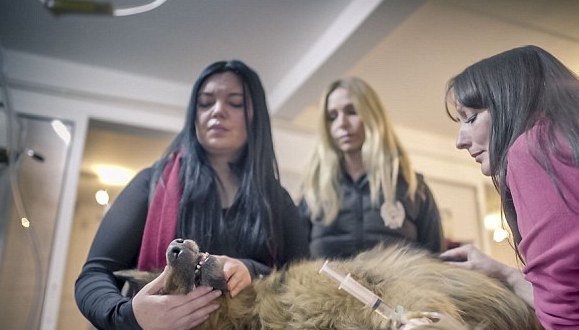 spirit-bucarest-chien-berger-allemand-maltraitance-6