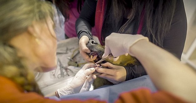 spirit-bucarest-chien-berger-allemand-maltraitance-5