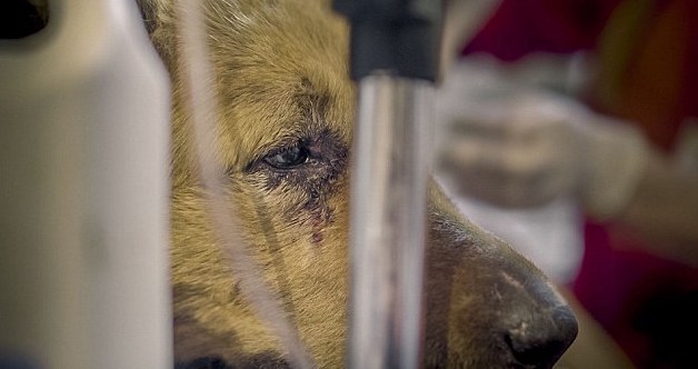 spirit-bucarest-chien-berger-allemand-maltraitance-3