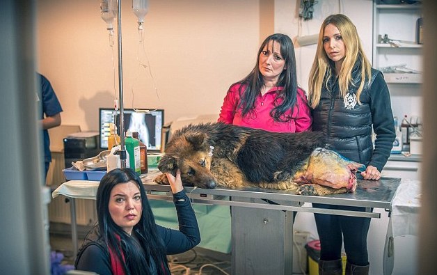 spirit-bucarest-chien-berger-allemand-maltraitance-2