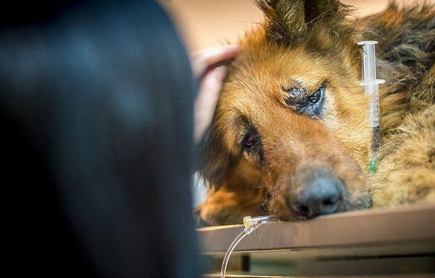 spirit-bucarest-chien-berger-allemand-maltraitance-4