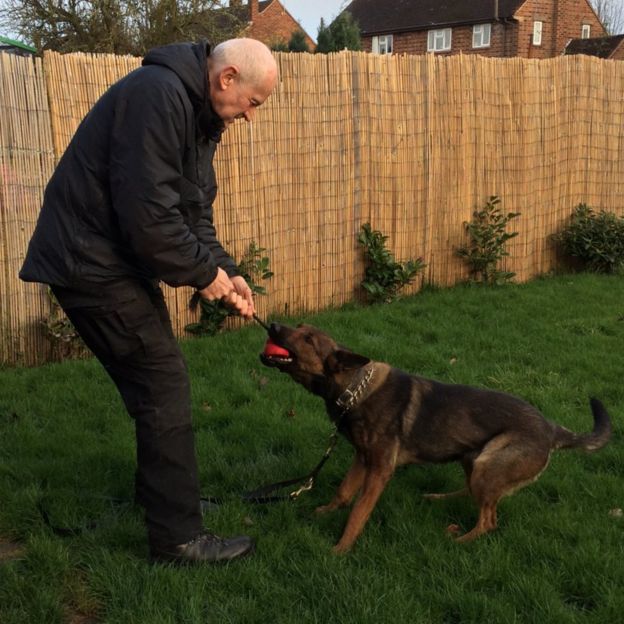 ivy-david-evans-chien-policier-2