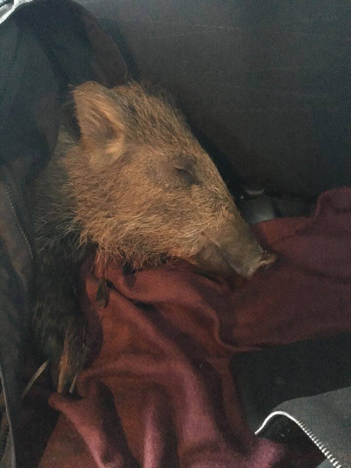 vendredi-sanglier-sauvetage-4