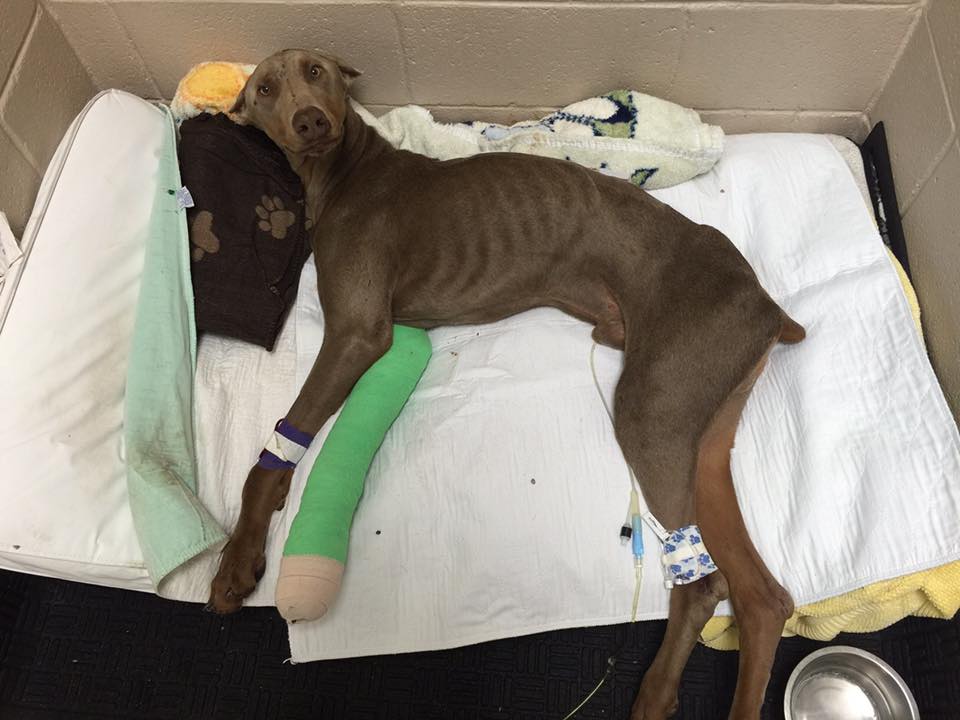 dog-spencer-spine-injury-1