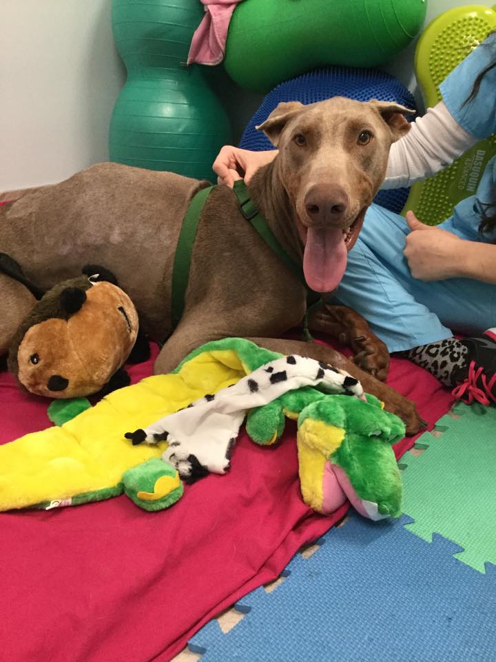 dog-spencer-spine-injury-4