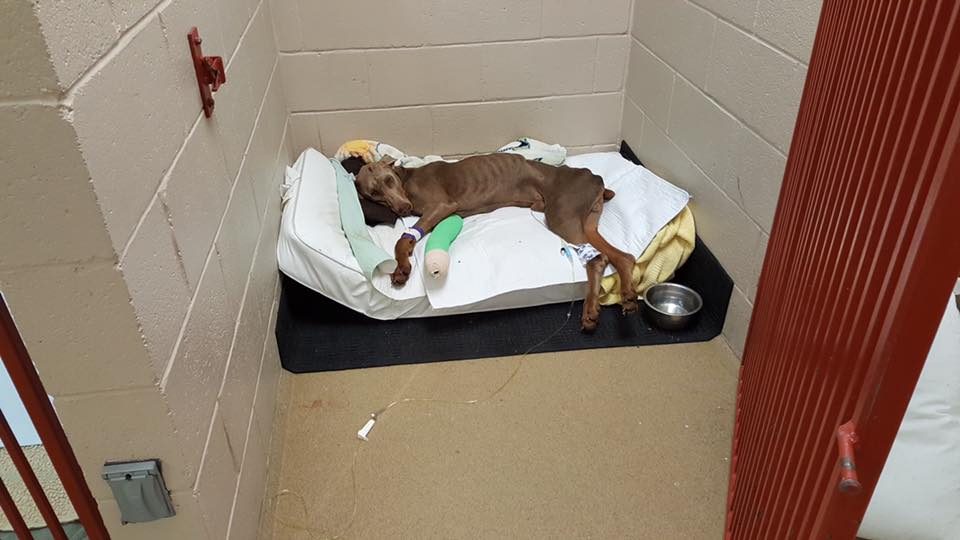 dog-spencer-spine-injury-2