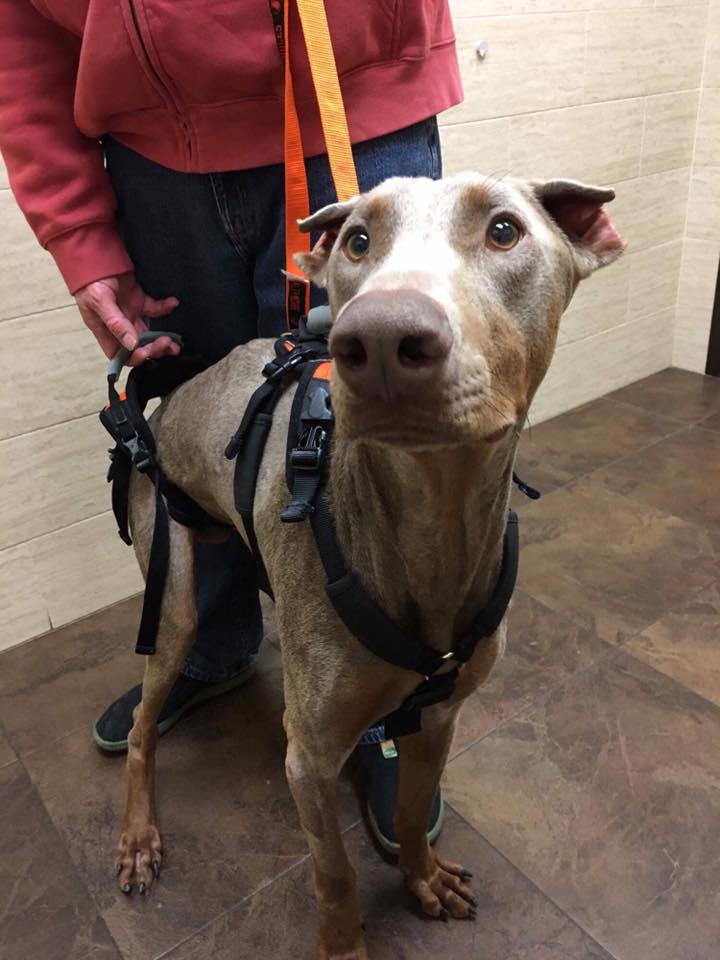 dog-spencer-spine-injury-3