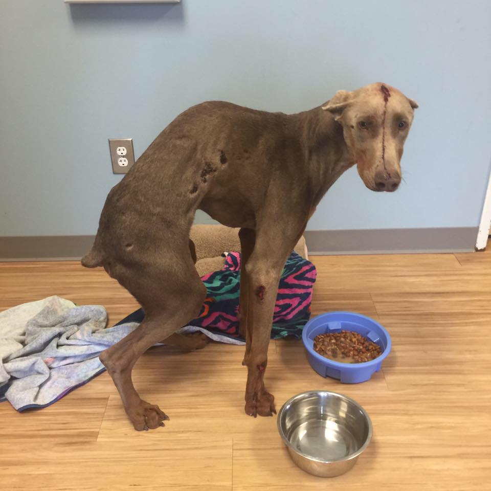 dog-spencer-spine-injury-5