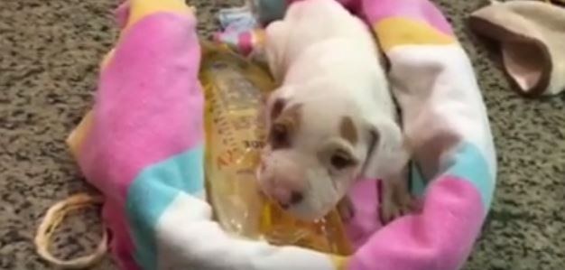 snowflake-chien-abandon-craiglist-4