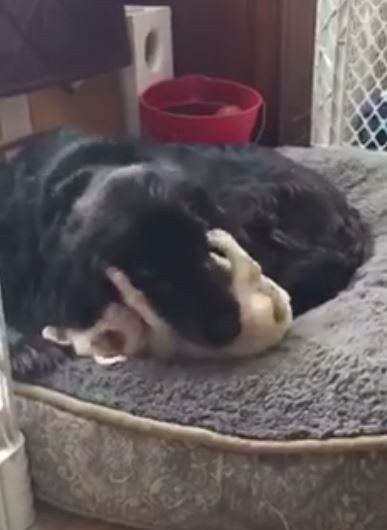 snowflake-chien-abandon-craiglist-5