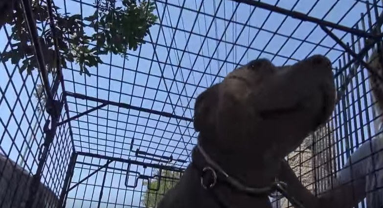 jezebel-chienne-hope-for-paws-4