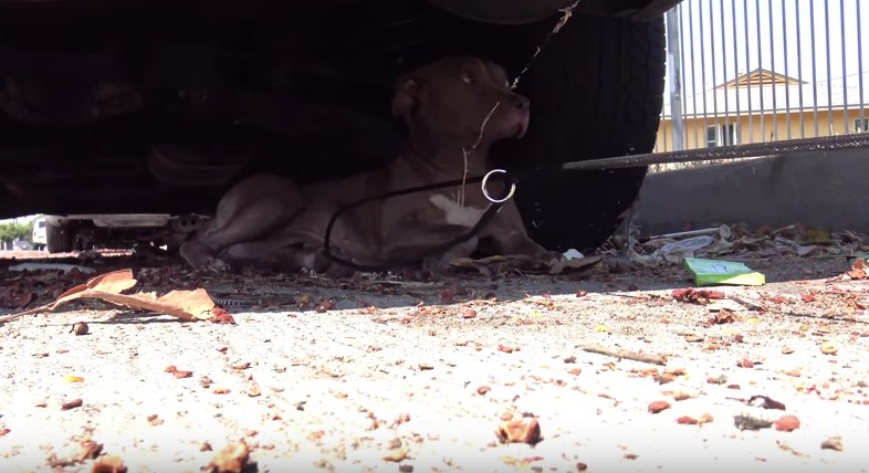 jezebel-chienne-hope-for-paws-3