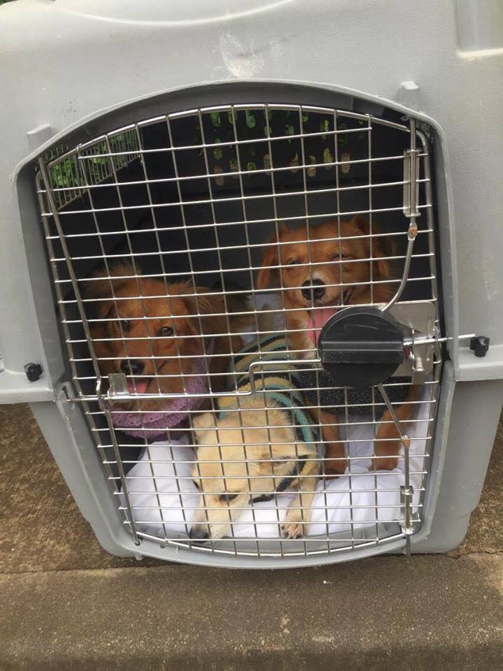 petits-innocents-reunion-chien-adoption-1