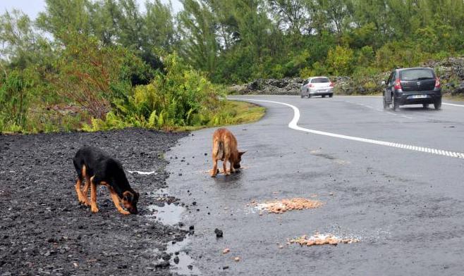 petits-innocents-reunion-chien-adoption-9