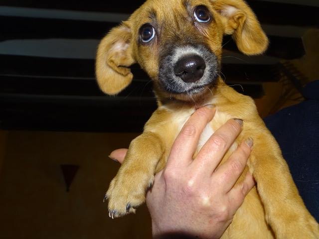 petits-innocents-reunion-chien-adoption-27